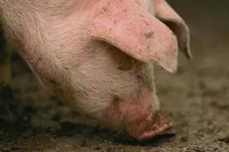 豬打噴嚏和鼻塞怎麼辦，用什麼葯治療