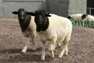 羊羔拉綠稀怎麼辦，怎麼預防？