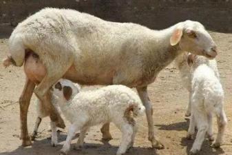 母羊難產生不出來什麼原因怎麼辦