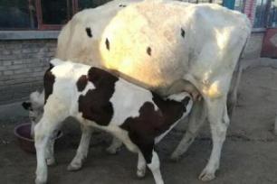牛下完犢子不讓吃奶什麼原因，怎麼辦？