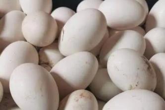 鵝下軟殼蛋是什麼原因