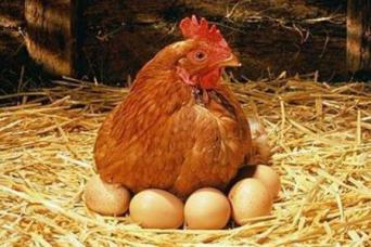雞多吃米糠會不會多下蛋