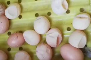 雞生軟殼蛋什麼原因怎麼辦