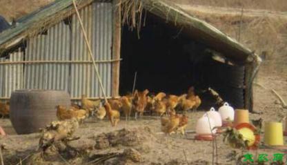 農村養雞簡易雞棚怎麼搭