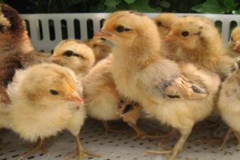 七月份能孵小雞嗎？