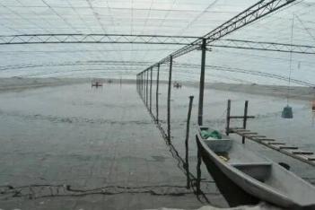 大棚對蝦的養殖技術