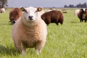 綿羊體溫多少度為正常