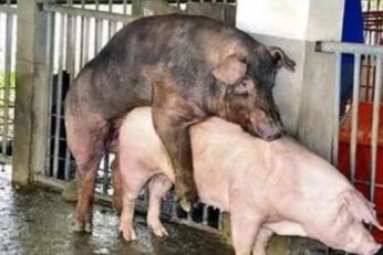 母豬打豬瘟疫苗當天能不能配種