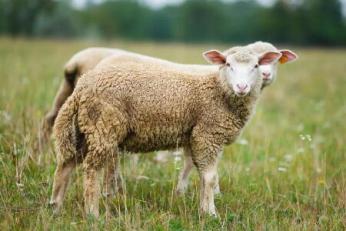 綿羊出現滯留問題什麼原因怎麼辦