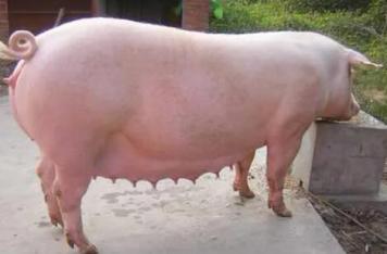 豬為什麼患球蟲病，養豬場怎麼預防豬球蟲病