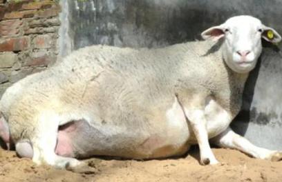臨產母羊不吃不食怎麼辦，母羊產後不食怎麼治