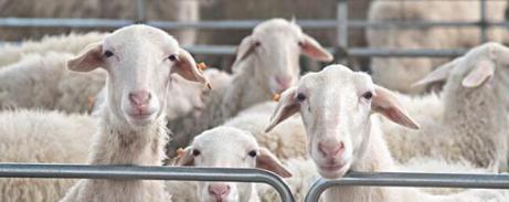 養50隻羊一年賺多少錢，50隻羊一年收益10萬左右