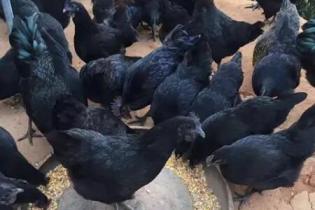 五黑雞是否純種怎麼看