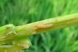 水稻鑽心蟲怎麼防治？