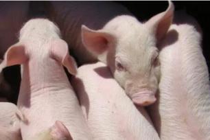 怎麼判斷母豬能否配種