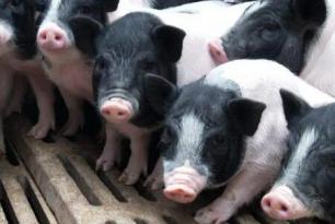 巴馬香豬能長多少斤