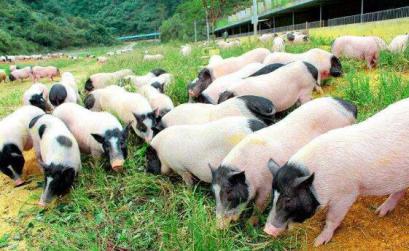 巴馬香豬能長多少斤