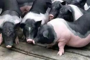 巴馬香豬的繁殖能力怎麼樣，巴馬香豬能不能人工授精