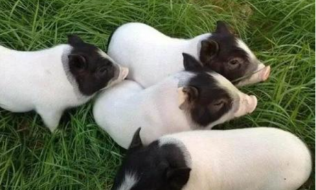 巴馬香豬的繁殖能力怎麼樣，巴馬香豬能不能人工授精