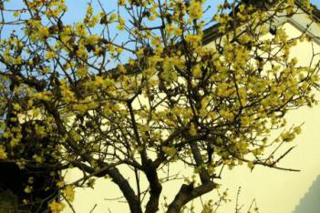 臘梅樹什麼時候移植，冬春季移植成活率高