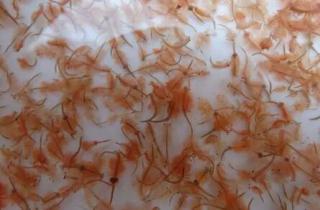 豐年蝦怎麼繁殖