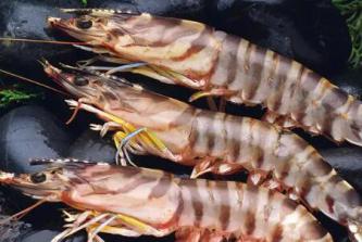斑節蝦怎麼養殖，淡水還是海水養殖