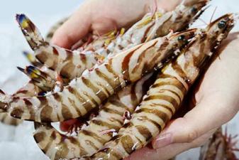 斑節對蝦的養殖要求有哪些