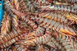 斑節對蝦的養殖要求有哪些