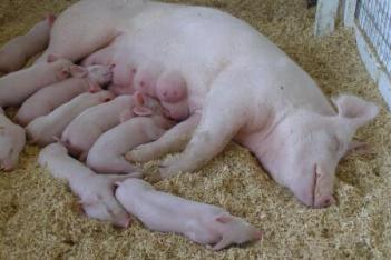 怎麼防止母豬壓到小豬