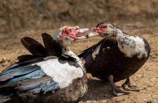種番鴨強制換羽期的飼餵管理要求