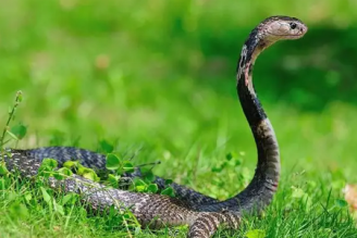蛇的壽命有多長