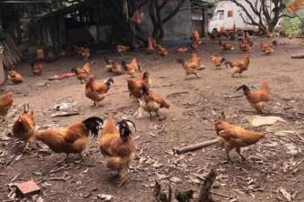 放養雞的養殖方法