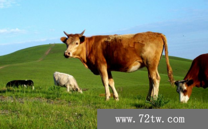 牛的腐蹄病要怎麼治，加強飼養管理並用藥物治療