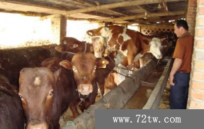 牛患有口蹄疫怎麼辦，做好口蹄疫的局部治療且要防病發症
