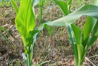 玉米苗葉片捲曲蟲害癥狀及防治方法