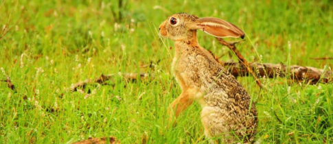野兔夏季吃什麼食物，野兔愛吃胡蘿蔔和紅薯等食物