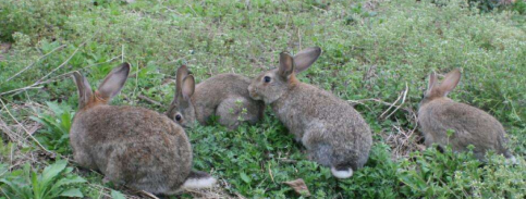 野兔每年產仔幾胎，野兔年產仔6-8胎(繁殖力強)