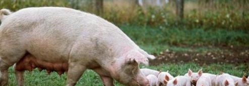 產後母豬怎麼飼餵，喂產後母豬的4條注意事項