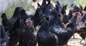 五黑雞養殖前景分析，五黑雞養殖風險多大