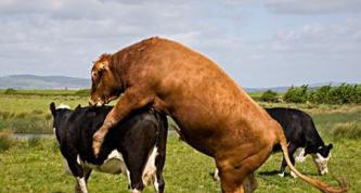 母牛出粘液不爬牛的處理方法