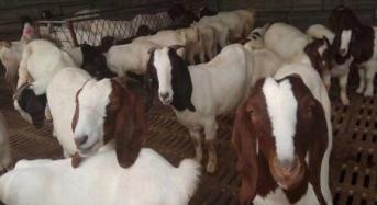羊的出肉率及買到出肉率高的羊的方法