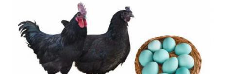 產蛋量最高的蛋雞品種有哪些