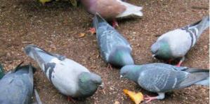 肉鴿一年孵化幾窩？