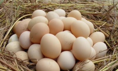 怎麼識別土雞蛋，簡單易學的土雞蛋鑒別方法
