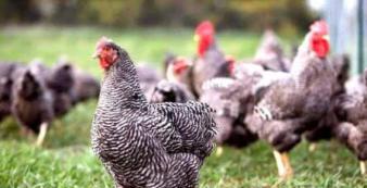 40天小雞能長多少斤