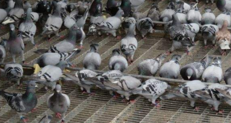 肉鴿好養嗎，養肉鴿要注意哪些問題