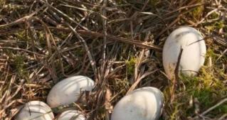 鵝一年能產多少個蛋
