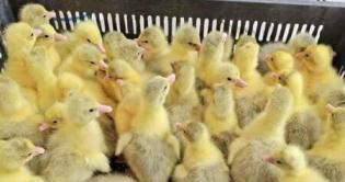 鵝一年能產多少個蛋