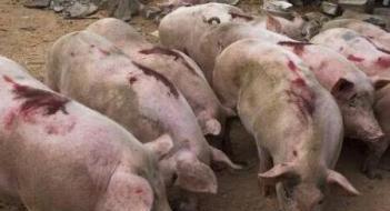 非洲豬瘟的潛伏期及豬瘟的防控措施