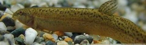 養泥鰍水深多少合適，泥鰍池水深宜在100至150cm之間